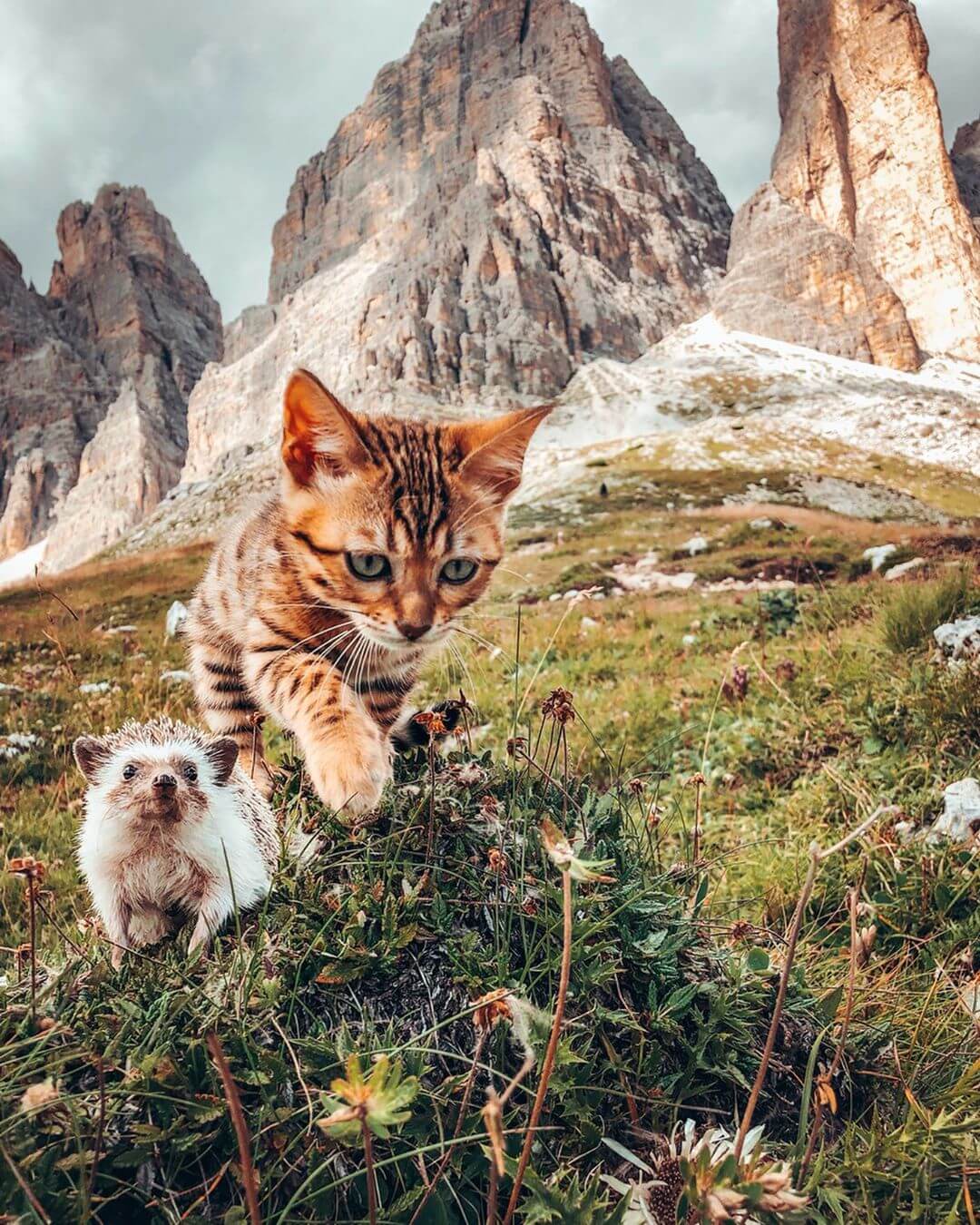 Adorable Hedgehog And Bengal Cat Love Going On Adventures ...