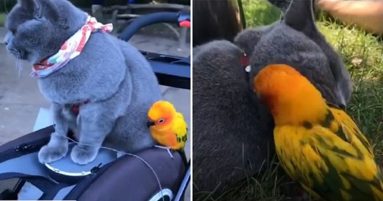 Cat Becomes Best Friends With Parrot And Their Bond Is Inseparable Cat Becomes Best Friends With Parrot And Their Bond Is Inseparable