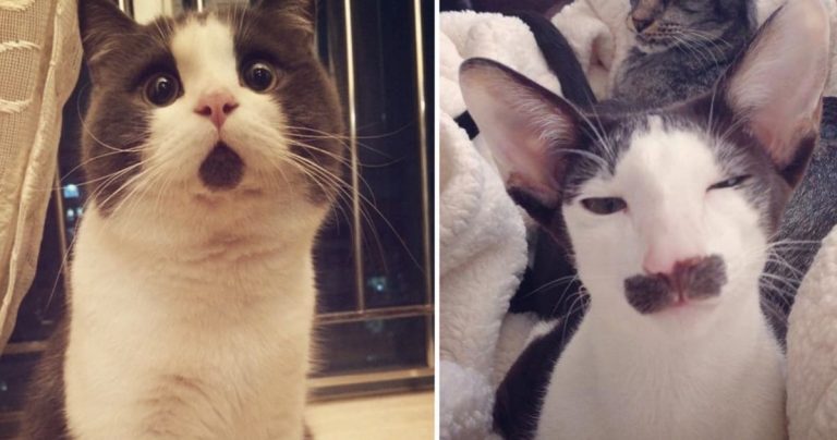 10+ Cats Who Don’t Even Look Real 10+ Cats Who Don’t Even Look Real