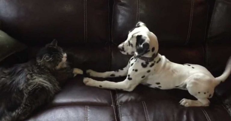 This Dalmatian Puppy Desperately Wants To Be Friends With Cat This Dalmatian Puppy Desperately Wants To Be Friends With Cat