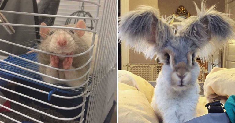 10+ Cute Animals That Will Break Down Your “Aww-meter” 10+ Cute Animals That Will Break Down Your “Aww-meter”