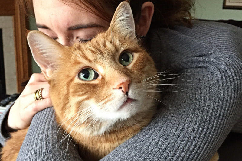 Affectionate Ginger Cat Can’t Stop Giving His Human Love And Cuddles - Cats My Life