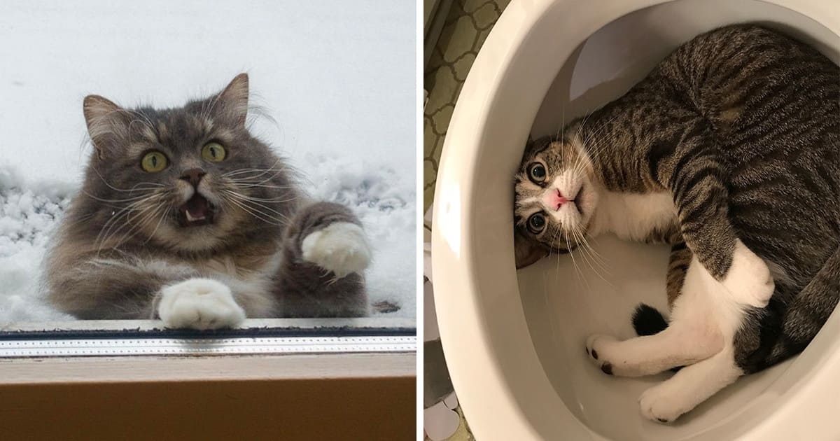 15+ Cute Silly Animals Who Surprise Us With Their Quirky Behaviors