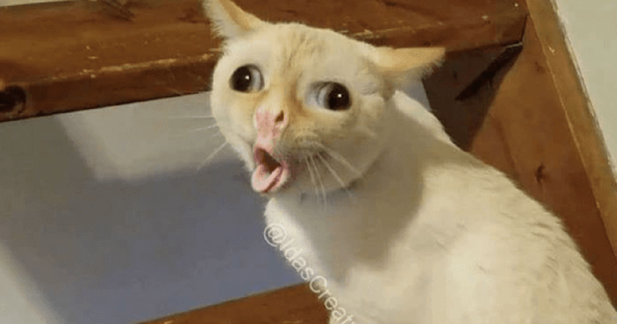 Internet Is Going Crazy Over This Coughing Cat Meme ...