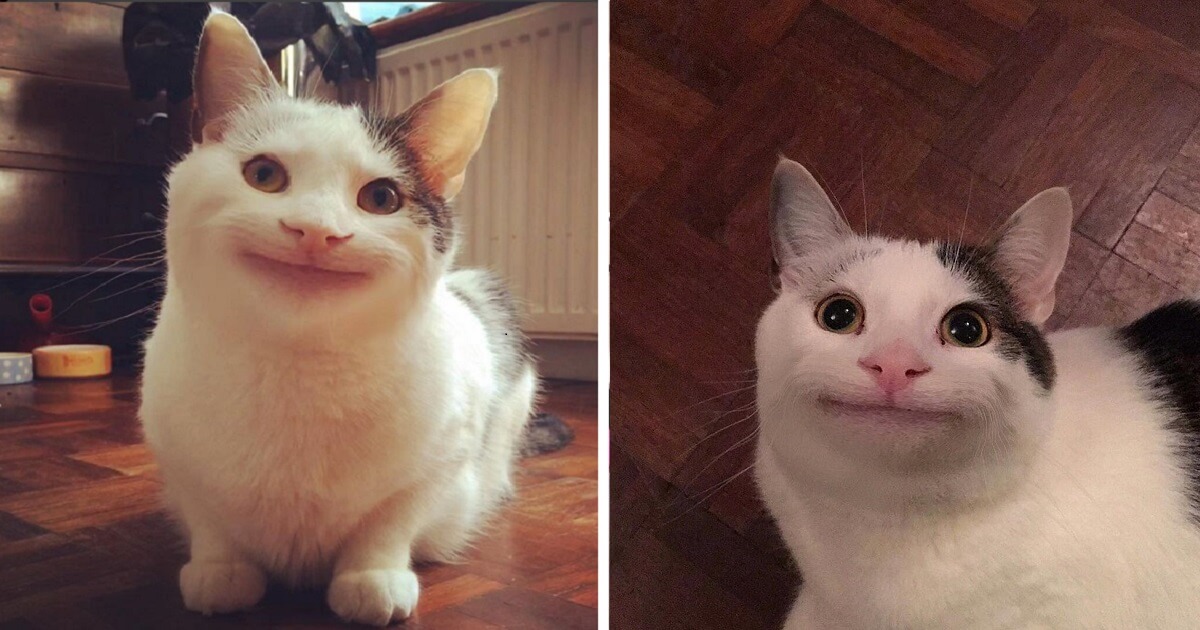 Polite Cat Memes - The Meme Pics Of Cat Whose Expression ...