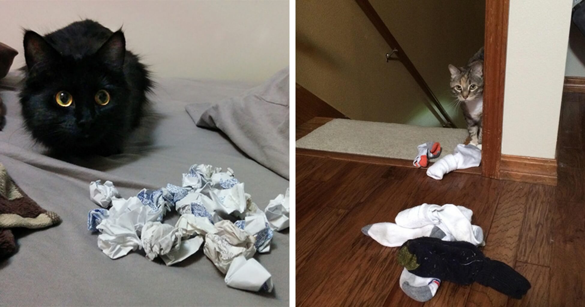my cat didn t come home tonight