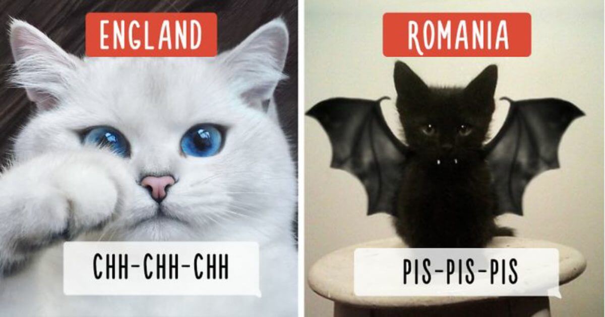 10+ Ways How People In Different Countries Call Cats Cats My Life