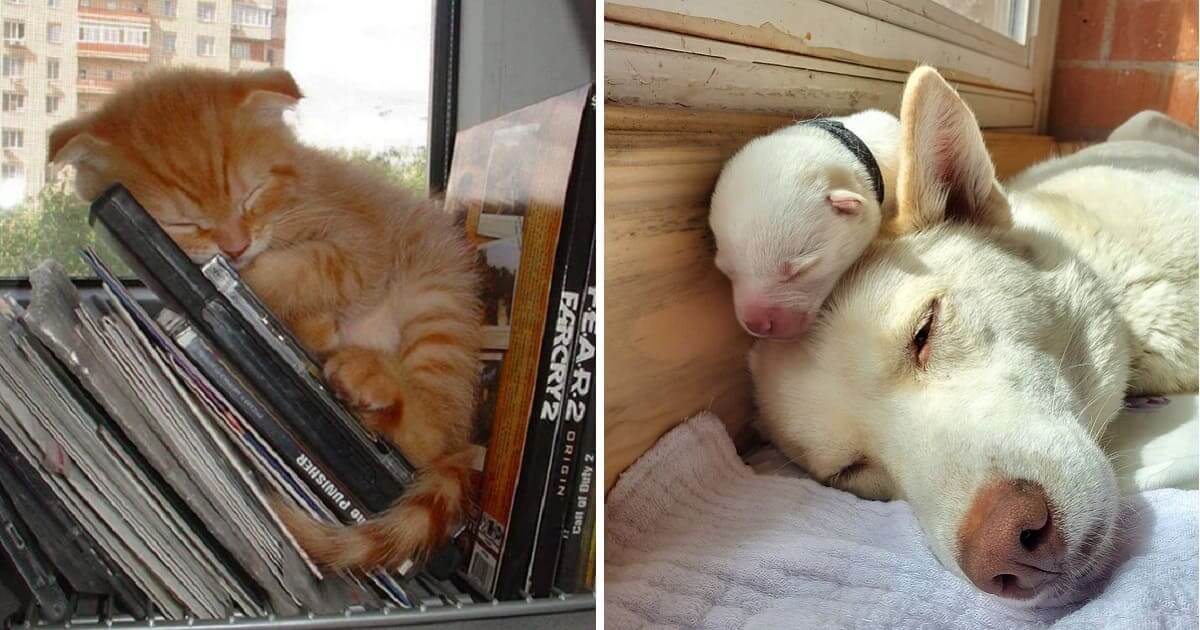 20 Peaceful Sleeping Animals That Fill Us With Positive Vibes Cats My