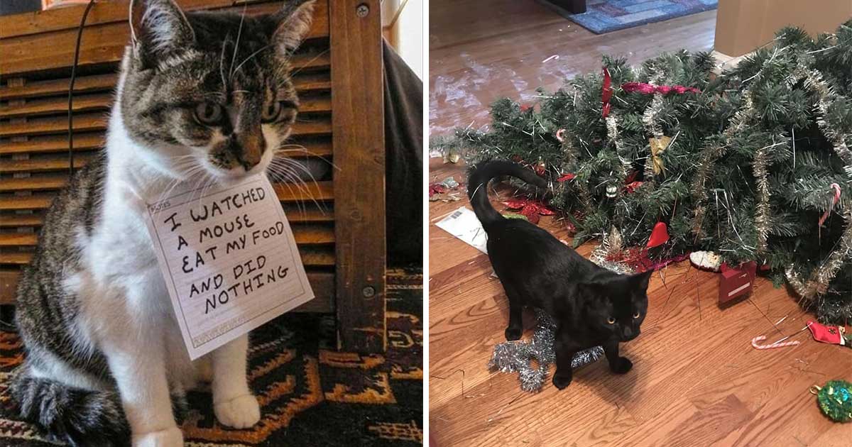 20+ Pictures Proving That Cats Are Actually "Bad" Roommates Page 2 of