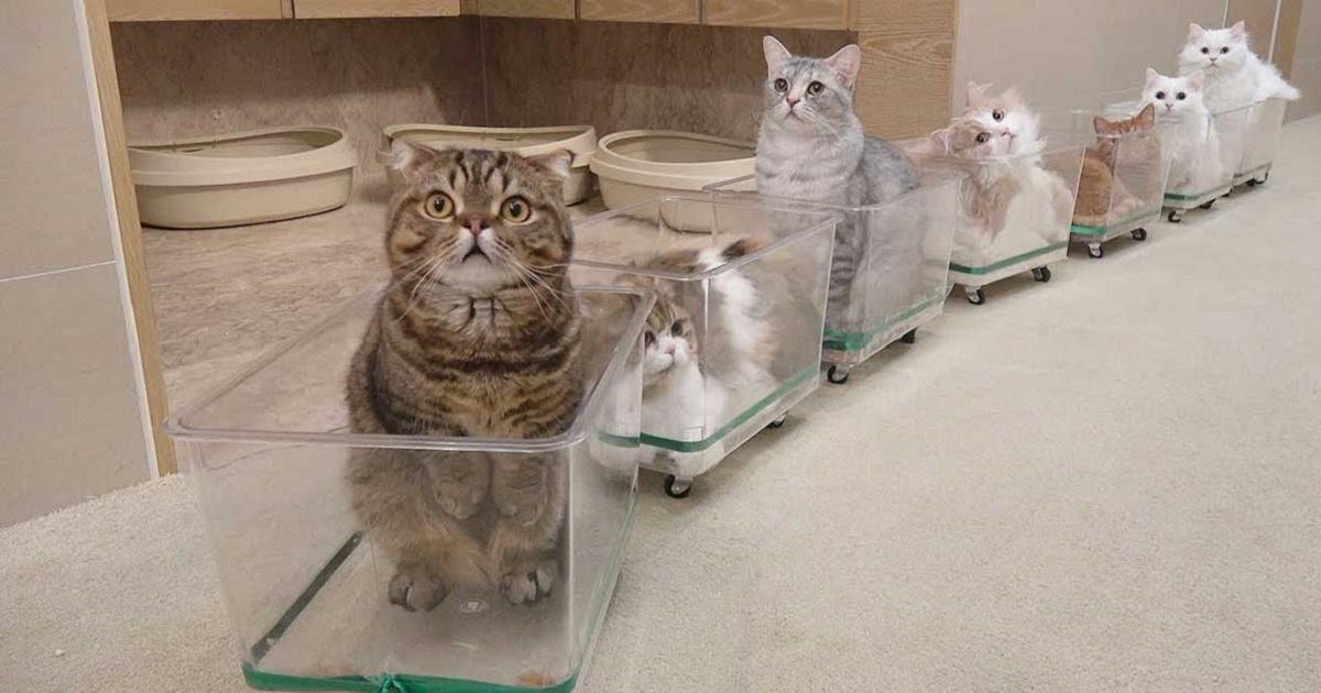 Seven Adorable Cats Experience Riding Their New Cat Train For The First