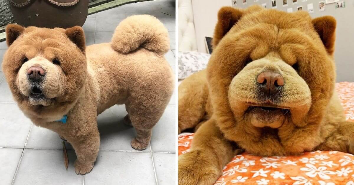 chow chow looks like bear