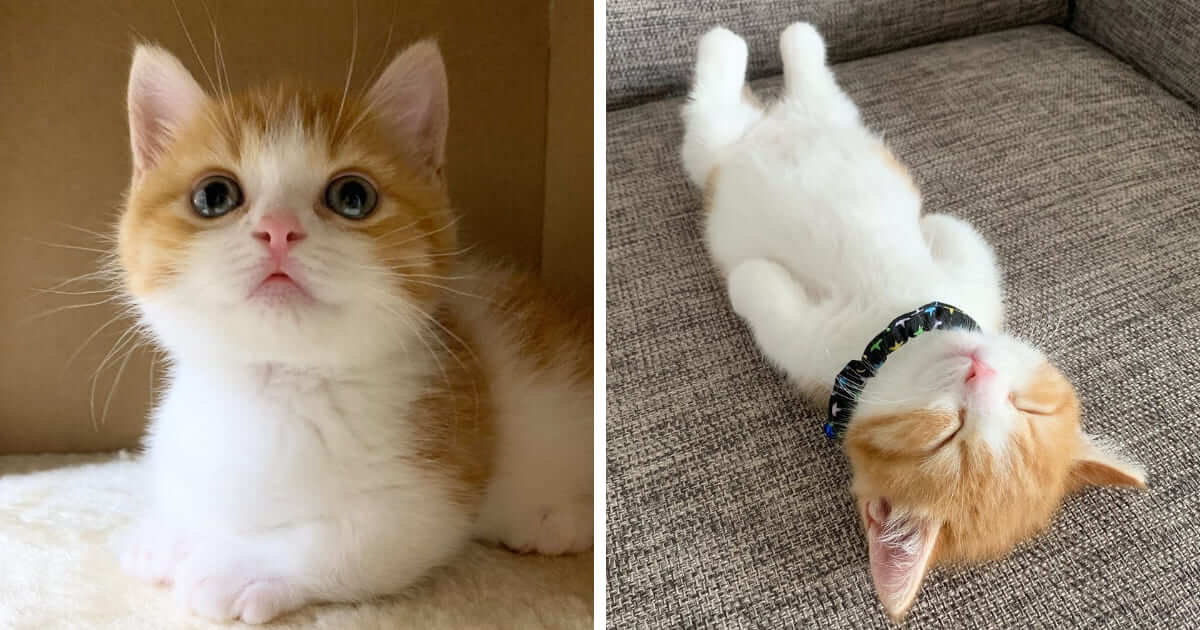 This Cute Kitten Is Going Viral On The Internet For His Adorable Way Of ...