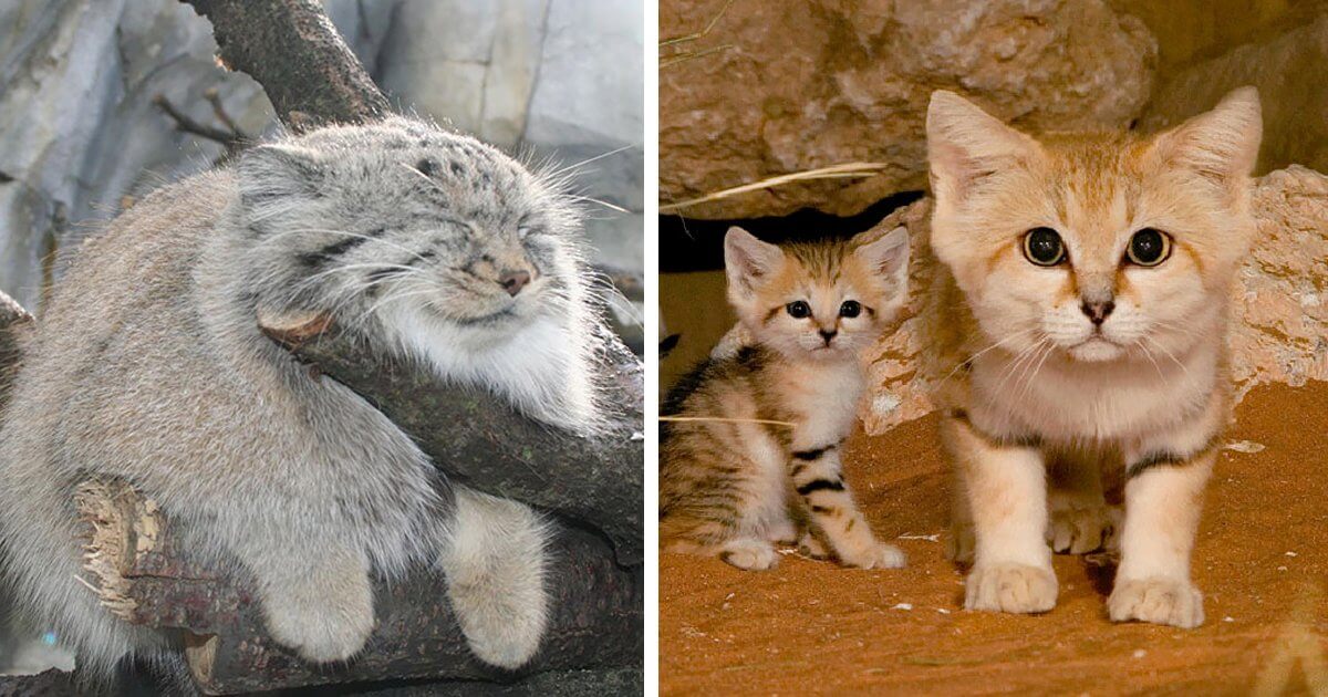 10+ Rare Wild Cat Species You Probably Didn’t Know Exist Cats My Life