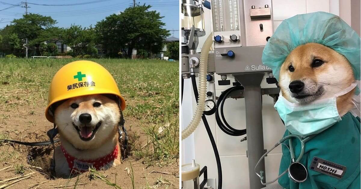 25 Dogs Who Are Working In Daily Jobs Just Like Us Cats My Life