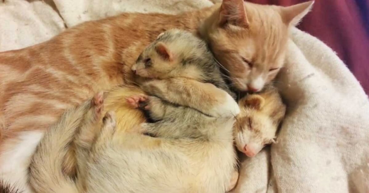 Affectionate Cat Gives His Two Ferret Friends Cuddles And Kisses - Cats