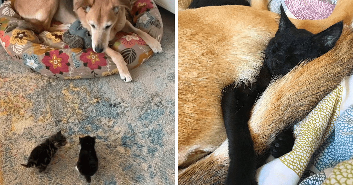 Sweet Dog Takes Care Of Rescue Kittens Until They Find Forever Homes