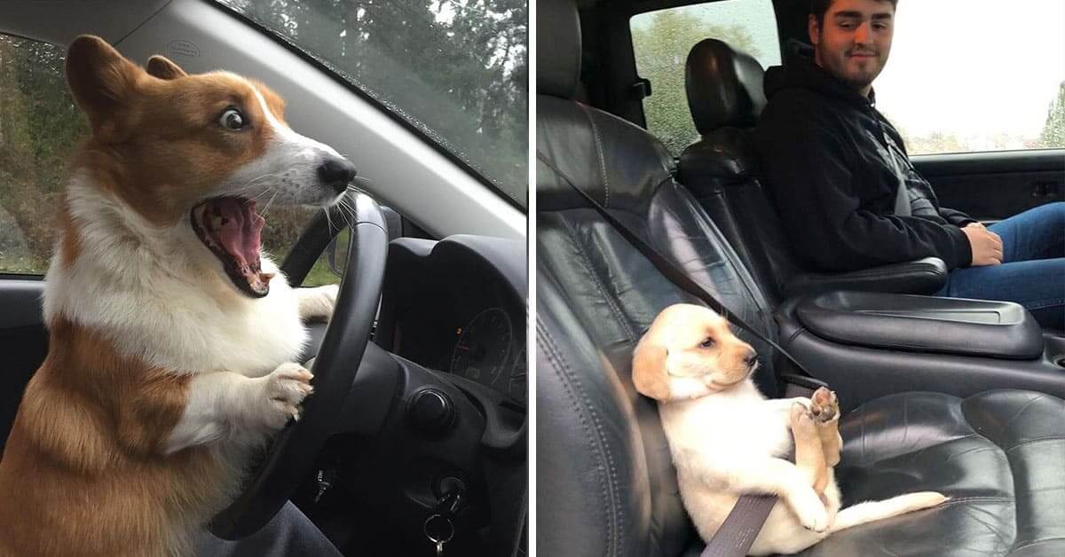 20+ Dogs Who Love As Well As Hate Car Rides More Than Anything Cats