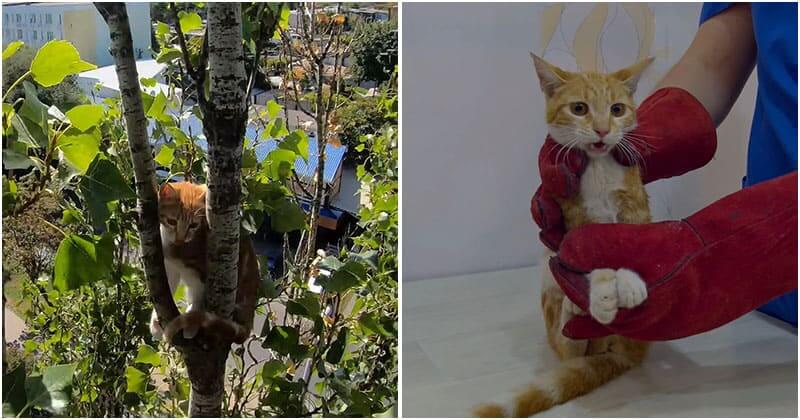 Kitten Gets Rescued After Being Stuck In A 90Foot Tree For Several