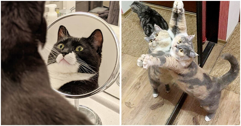 20-hilarious-cats-who-know-exactly-how-to-have-fun-with-a-mirror